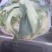 蔬菜松花菜