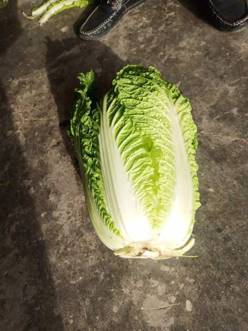 【一手精品】产地直发一手黄心白菜，包邮坏菜包赔。