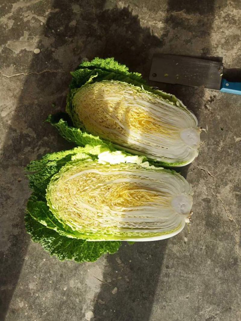 【一手精品】产地直发一手黄心白菜，包邮坏菜包赔。