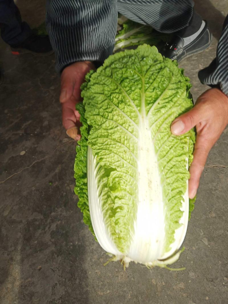 【一手精品】产地直发一手黄心白菜，包邮坏菜包赔。