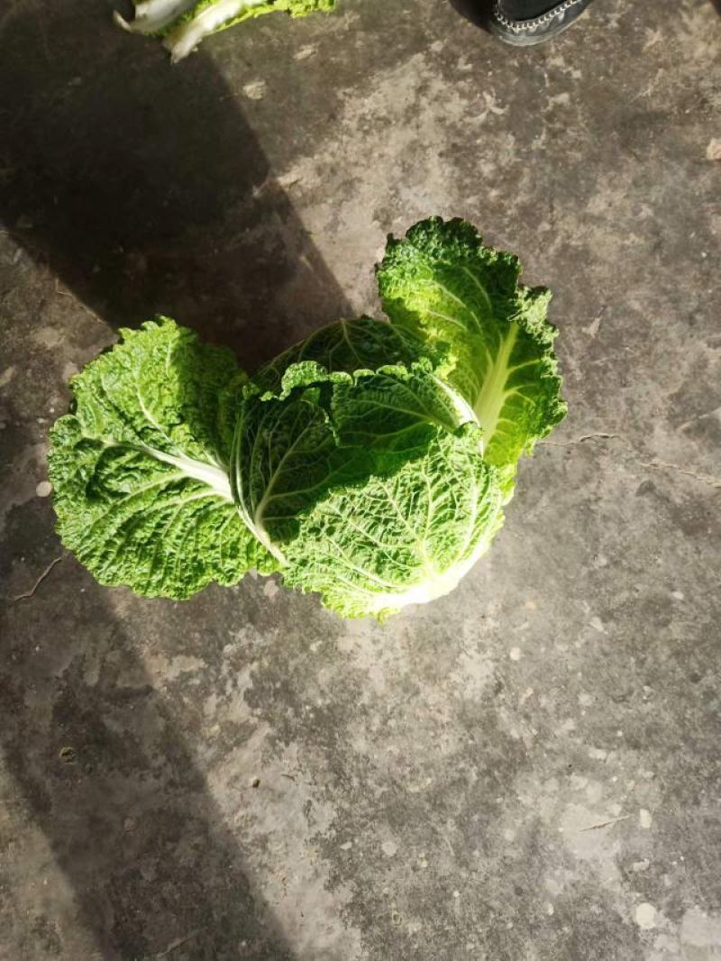 【一手精品】产地直发一手黄心白菜，包邮坏菜包赔。