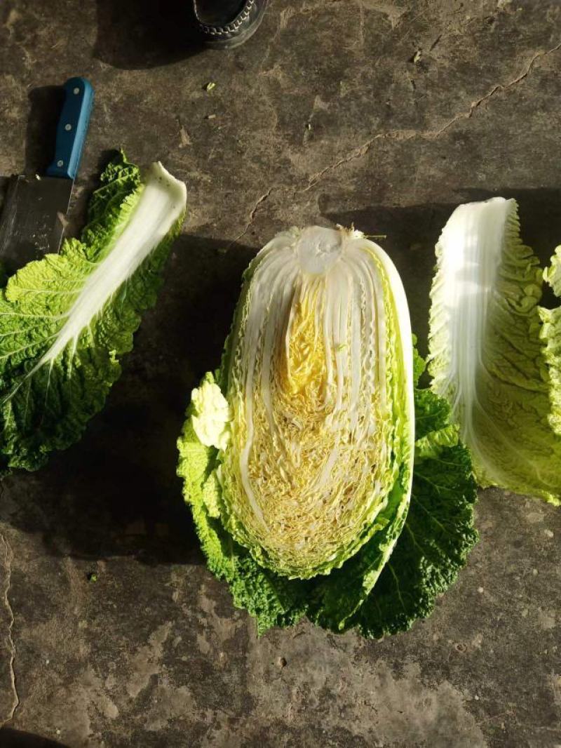 【一手精品】产地直发一手黄心白菜，包邮坏菜包赔。