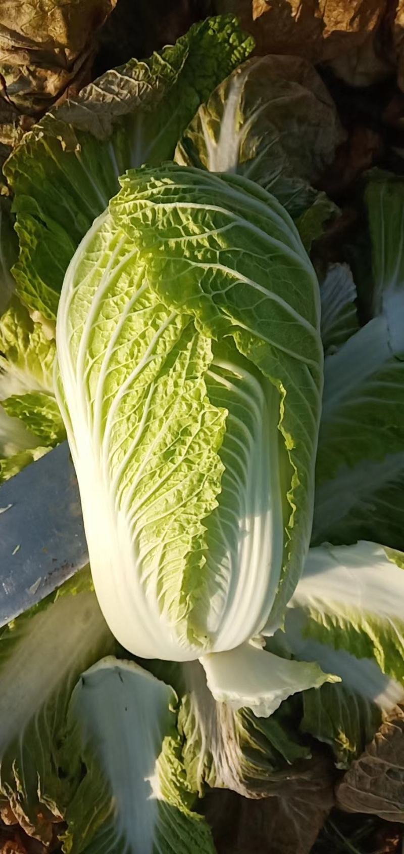 【一手精品】产地直发一手黄心白菜，包邮坏菜包赔。