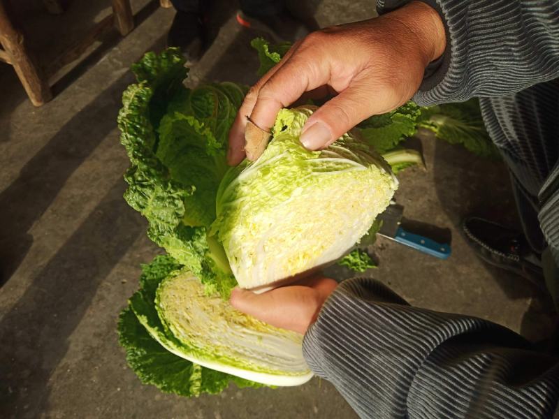 【一手精品】产地直发一手黄心白菜，包邮坏菜包赔。