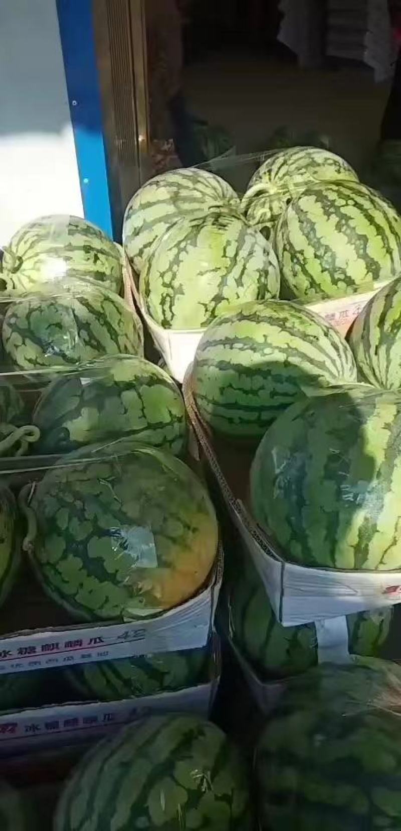 露天自生苗金杂二零湖北美都西瓜需要的老板联系
