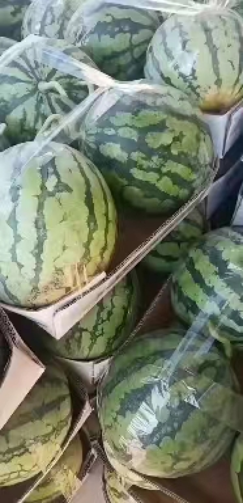 露天自生苗金杂二零湖北美都西瓜需要的老板联系