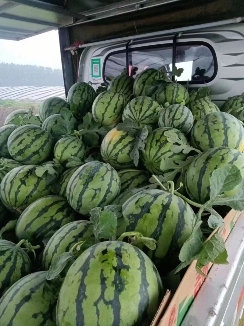 露天自生苗金杂二零湖北美都西瓜需要的老板联系