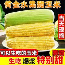 【玉米批发价】黄糯水果玉米甜玉米现摘现发新鲜棒子粘苞谷米