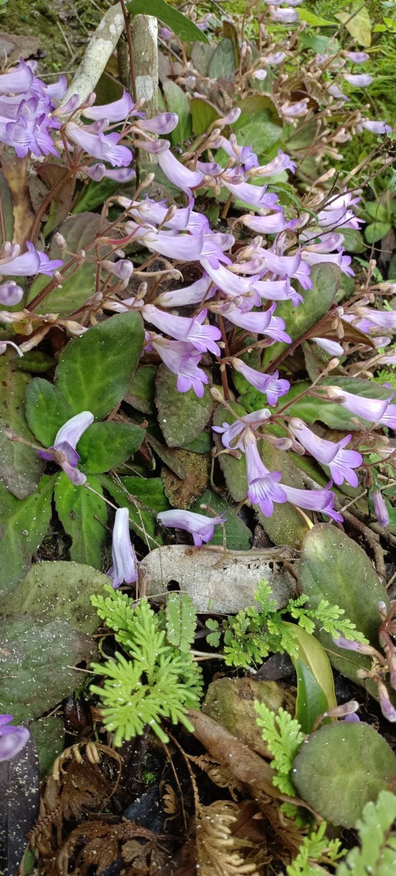 天然岩白菜生长石头上