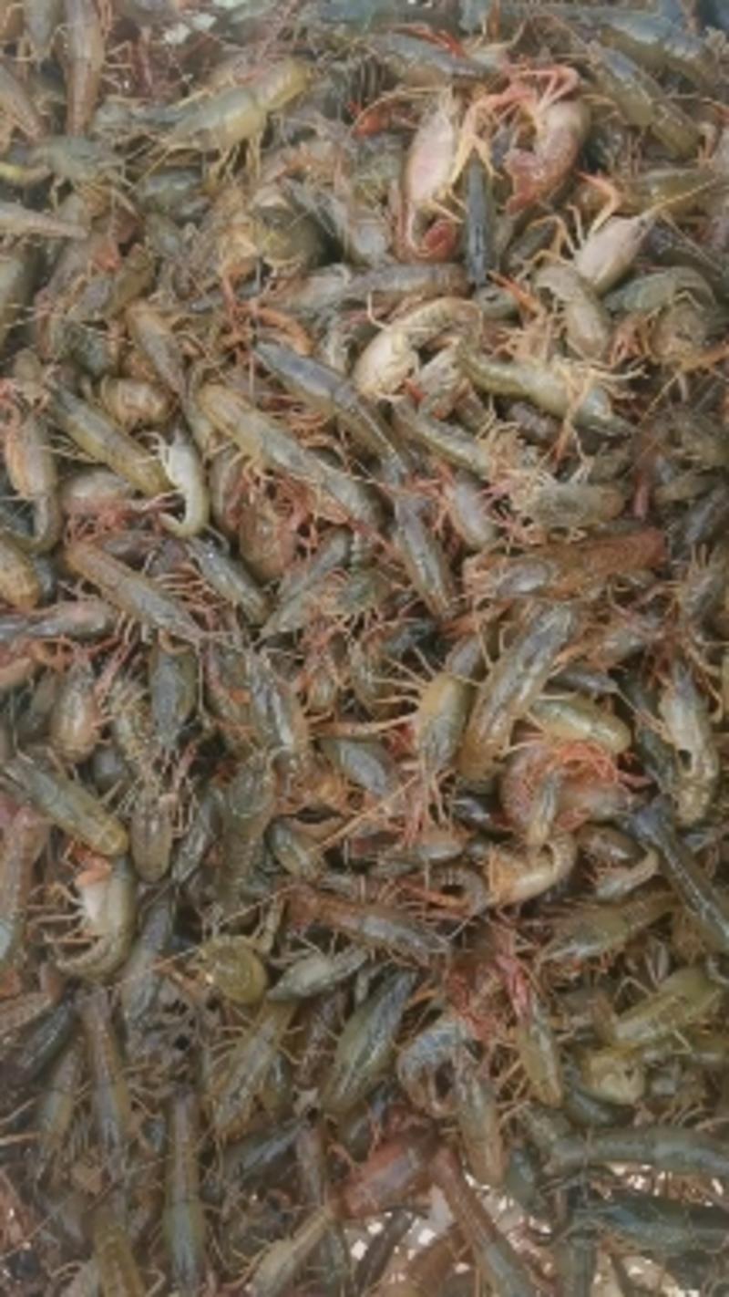 微山湖小龙虾苗，养殖场一手货源，生长速度快，包养殖技术！