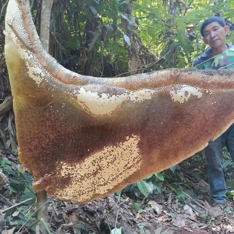 云南西双版纳野生树挂蜂蜜