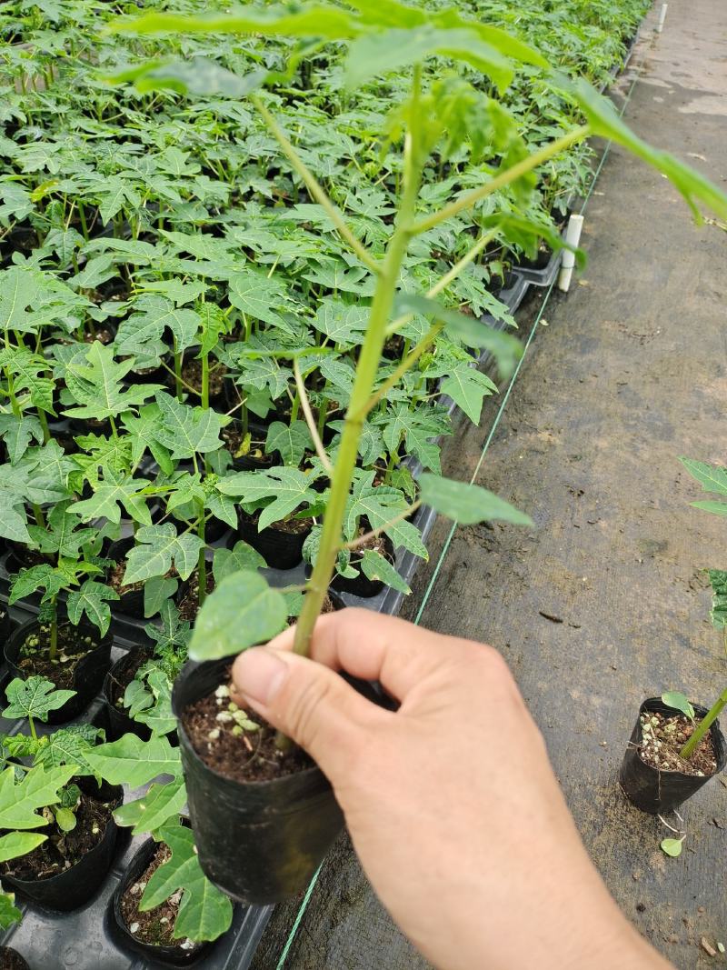 红肉木瓜苗