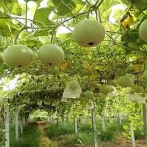 苹果葫芦种子观赏文玩葫芦种苗春季爬藤南瓜种庭院盆栽蔬菜种