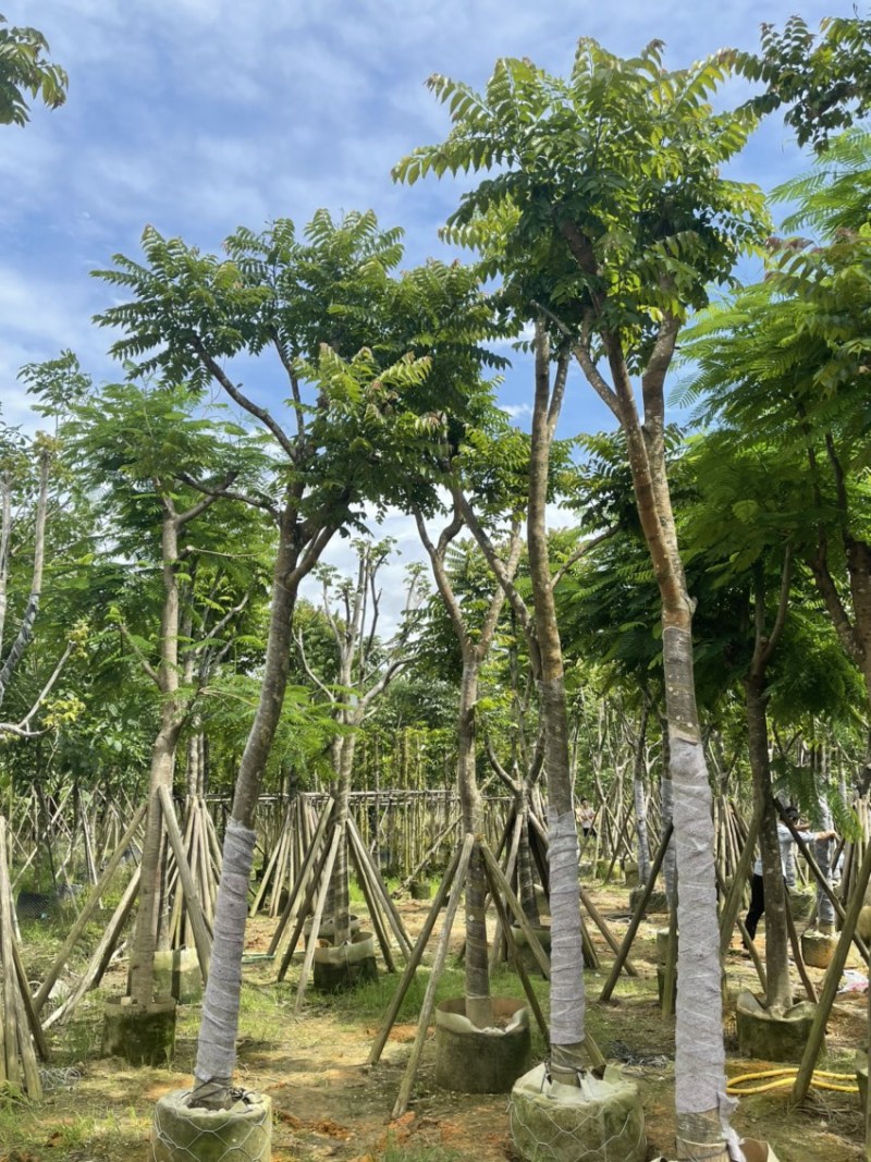 麻楝8到20