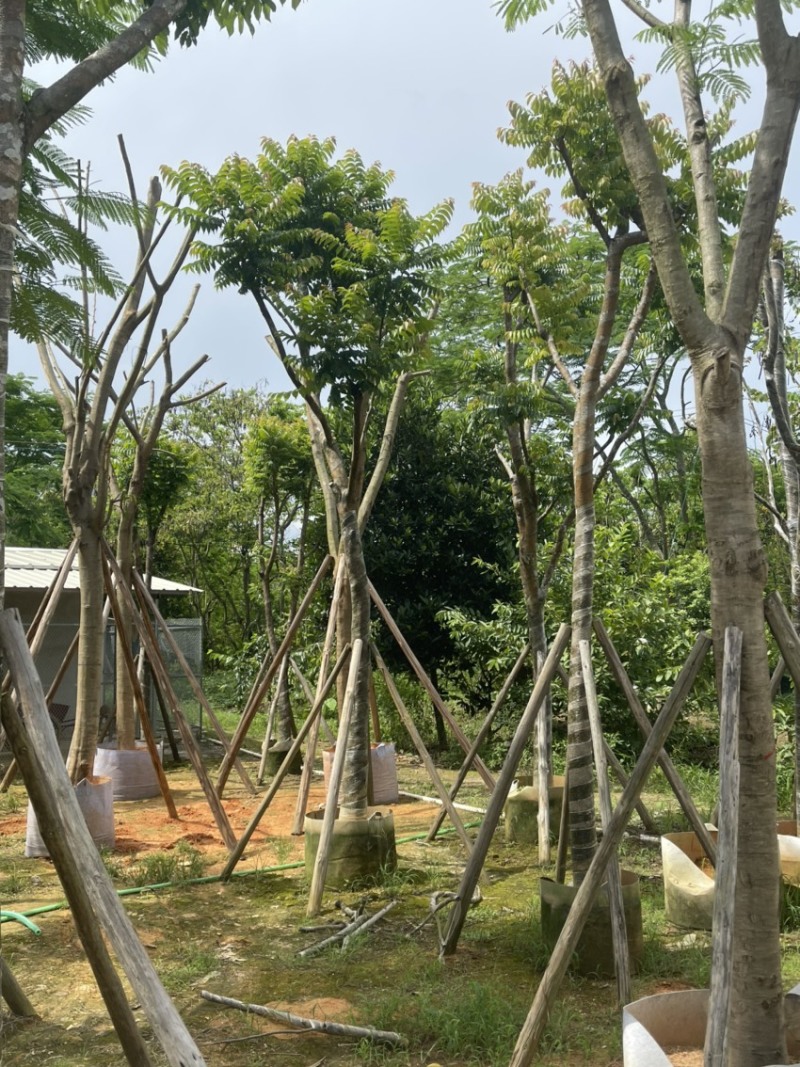麻楝8到20