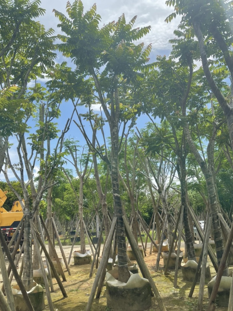 麻楝8到20