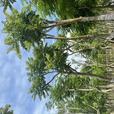 麻楝8到20
