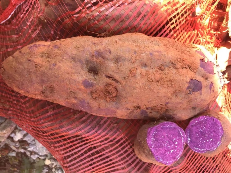 云南工厂货凌紫紫薯，大量上市开挖，基地货源欢迎选购，