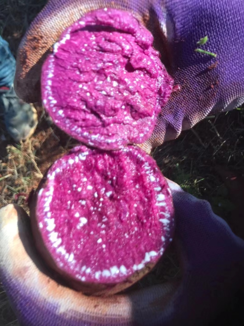云南工厂货凌紫紫薯，大量上市开挖，基地货源欢迎选购，