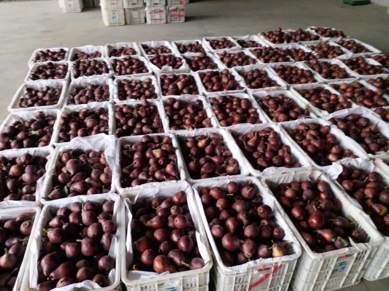 800亩红啤梨，6.25号成熟，
