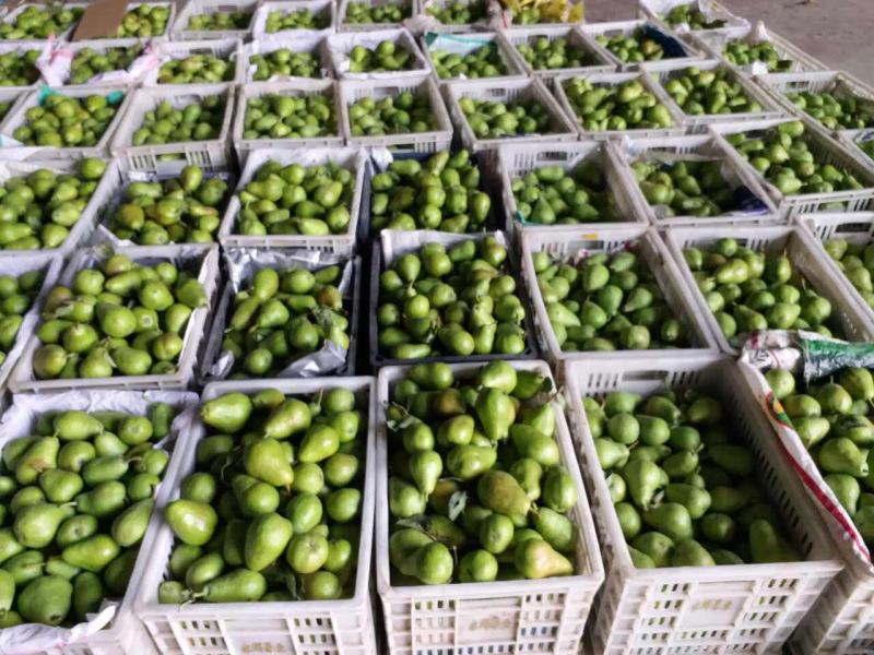 800亩红啤梨，6.25号成熟，