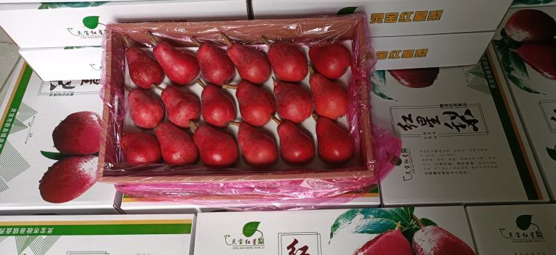 800亩红啤梨，6.25号成熟，