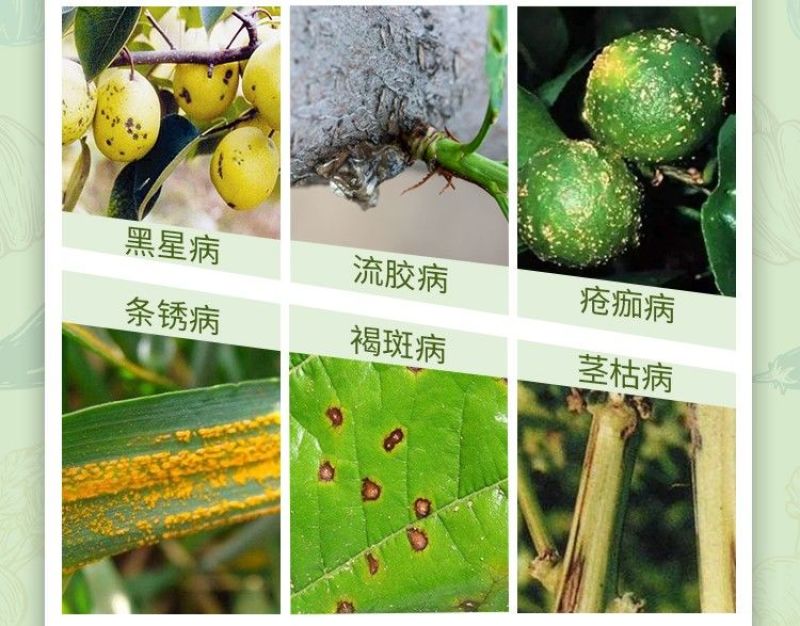 40%苯甲吡唑酯苯醚甲环唑葡白粉病炭疽叶斑果树农药杀菌剂