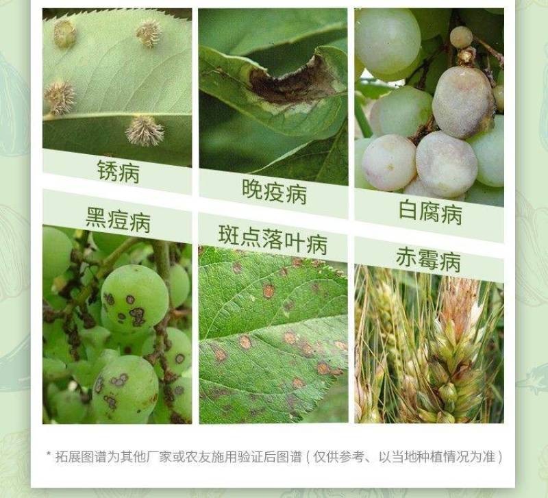 40%苯甲吡唑酯苯醚甲环唑葡白粉病炭疽叶斑果树农药杀菌剂