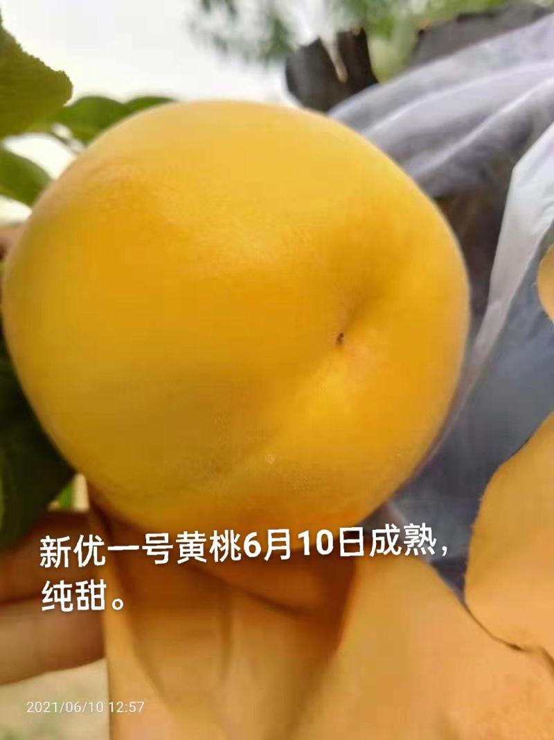黄桃6月10号上市