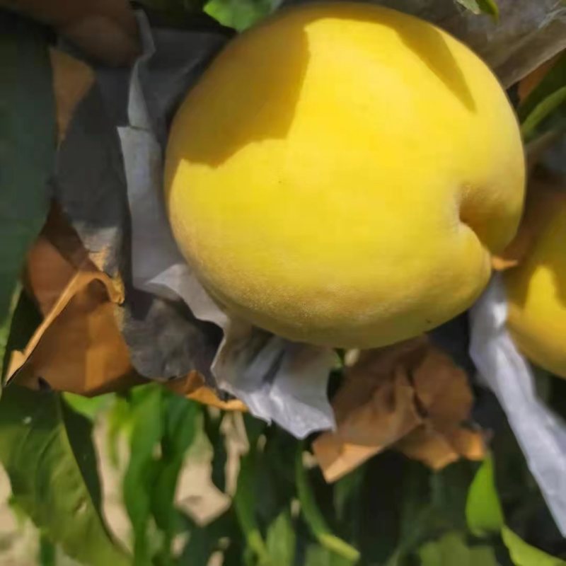 黄桃6月10号上市