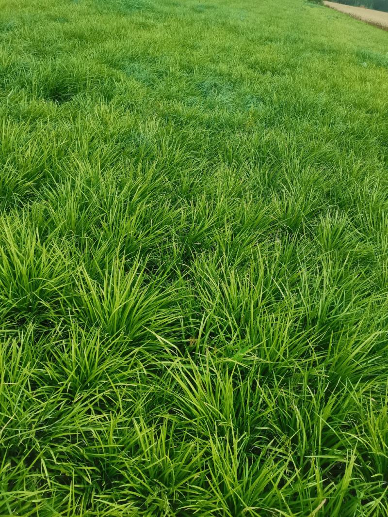 麦冬草基地全国发货