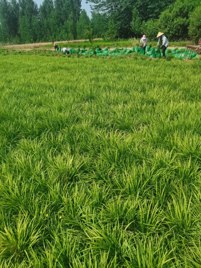 麦冬草基地全国发货