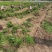 麦冬草基地全国发货