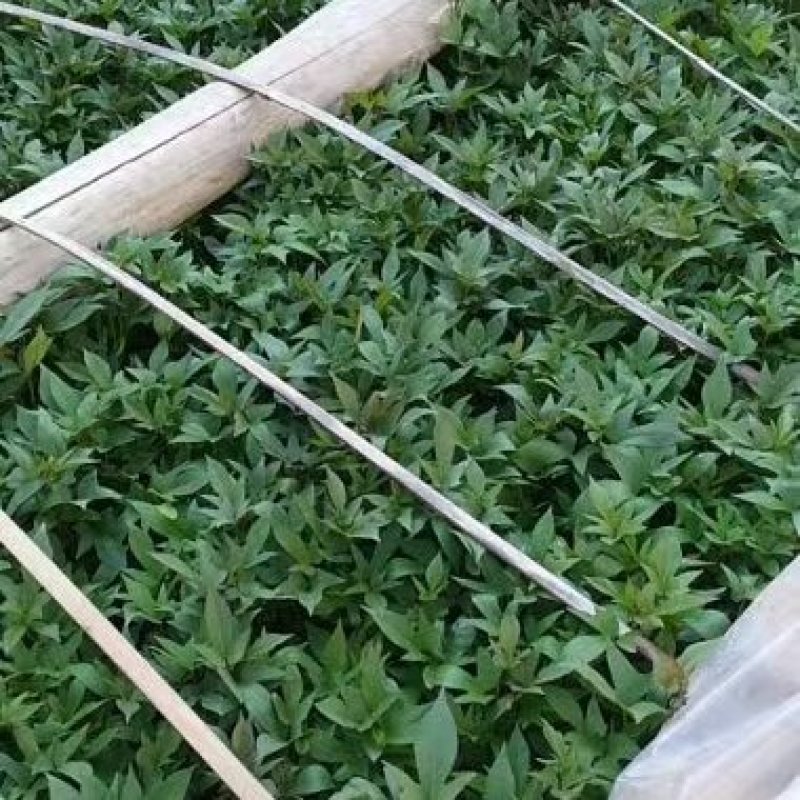 紫薯苗，徐紫8号，蒸煮黑紫皮，黑紫心
