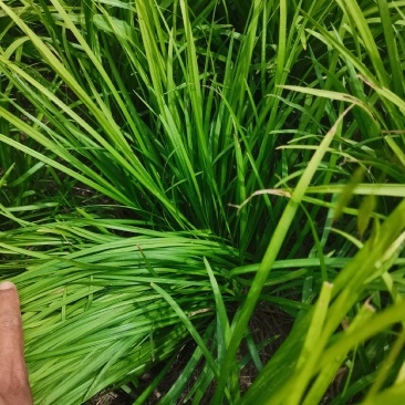 麦冬草基地全国发货