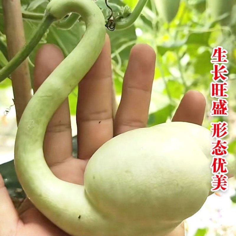天鹅葫芦种子原装食用胡芦子种籽四季播种庭院观赏摆件花卉种
