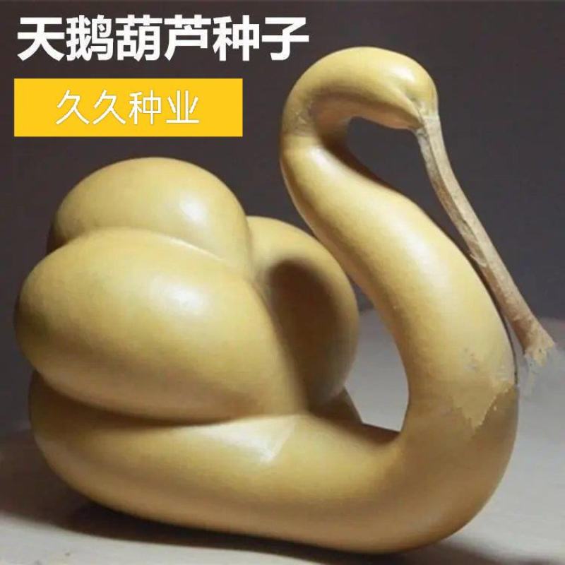 天鹅葫芦种子原装食用胡芦子种籽四季播种庭院观赏摆件花卉种
