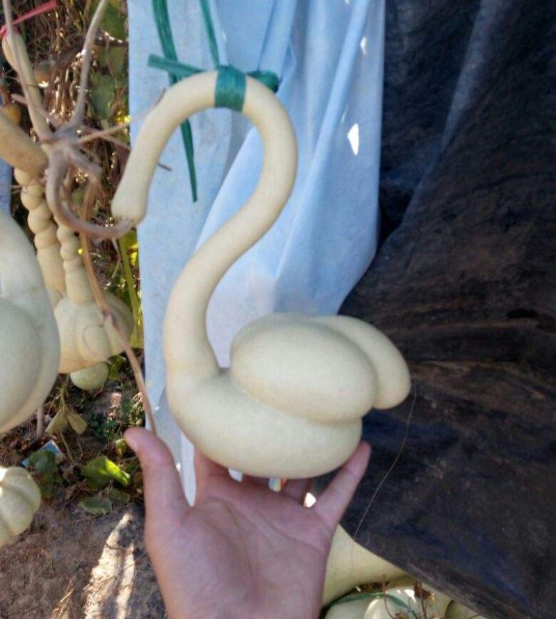 天鹅葫芦种子原装食用胡芦子种籽四季播种庭院观赏摆件花卉种