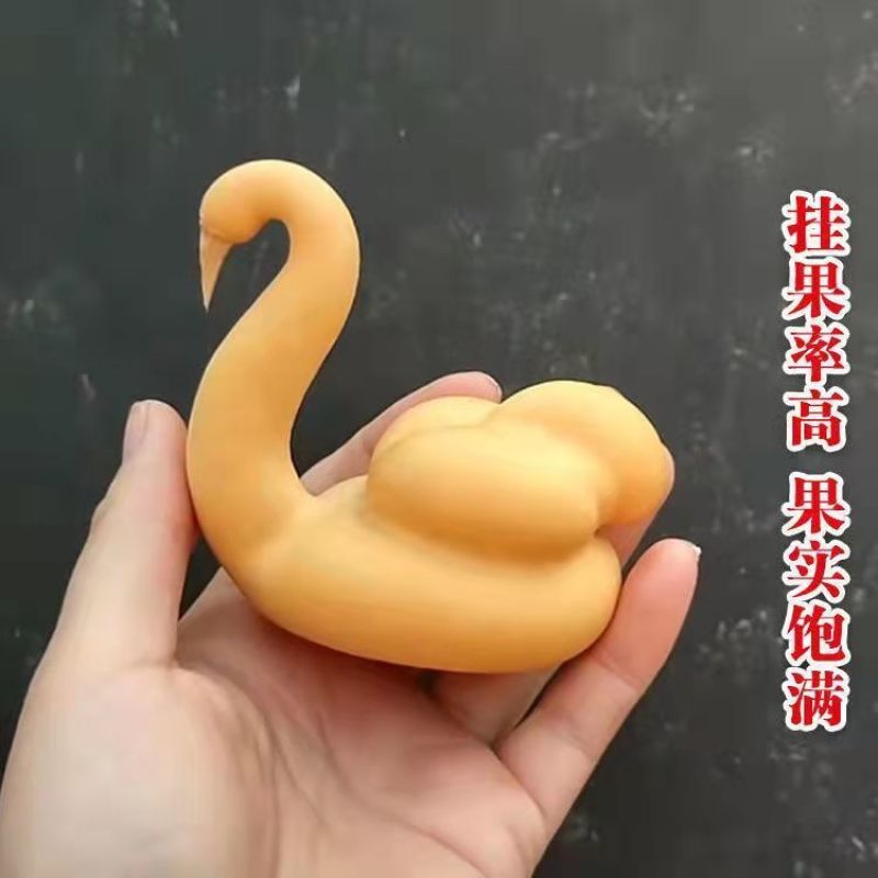 天鹅葫芦种子原装食用胡芦子种籽四季播种庭院观赏摆件花卉种
