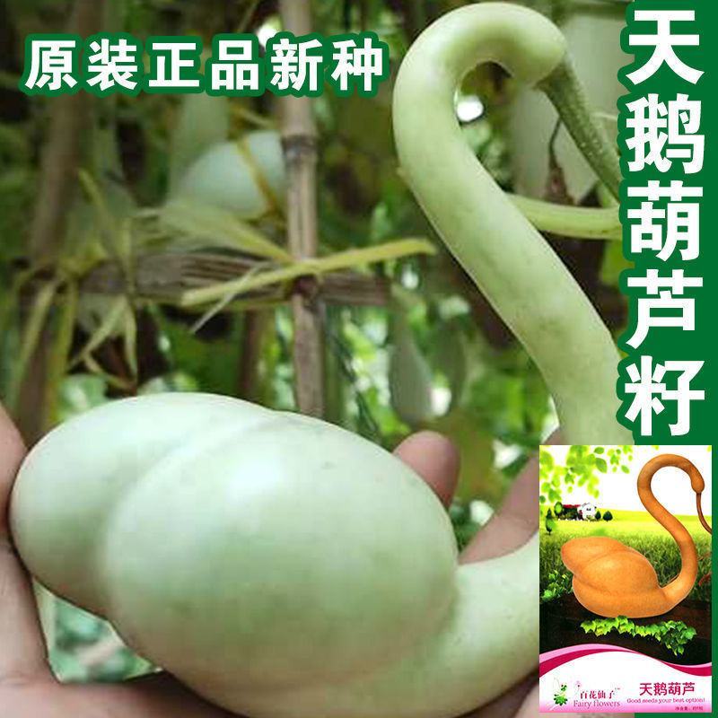 天鹅葫芦种子原装食用胡芦子种籽四季播种庭院观赏摆件花卉种