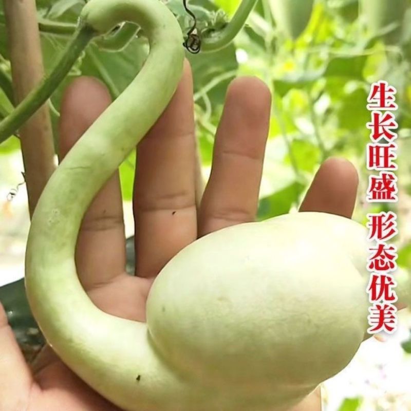 天鹅葫芦种子原装食用胡芦子种籽四季播种庭院观赏摆件花卉种