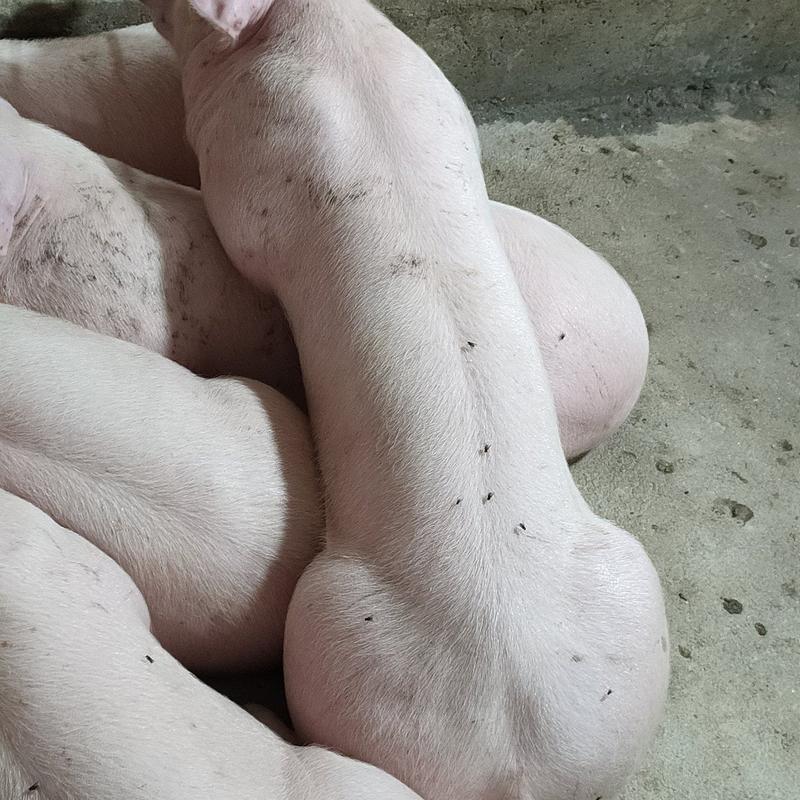 代孕母猪美系长白母猪比利时长白母猪约克二元厂家直供