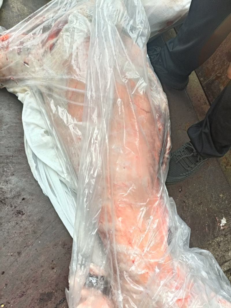 烤全羊羊酮体