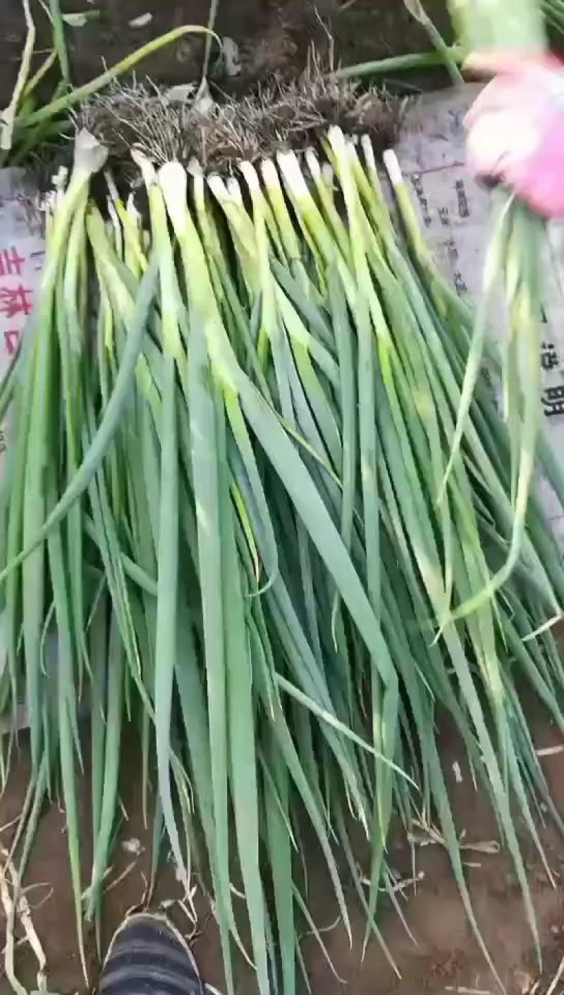 产地直发东北一点红青蒜苗大量上市全国代发可以视频看货价格