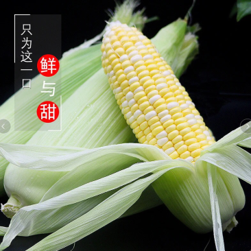 云南双色金银水果玉米一件包邮可批发