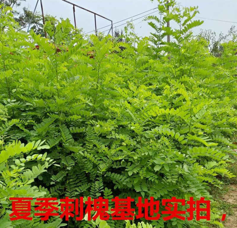 刺槐种子白花刺槐树香花槐紫穗槐洋槐花黄花槐树籽护坡灌木