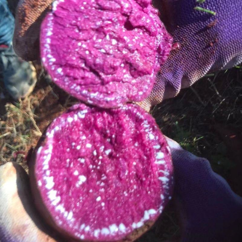 云南工厂货凌紫紫薯，大量上市开挖，基地货源欢迎选购，