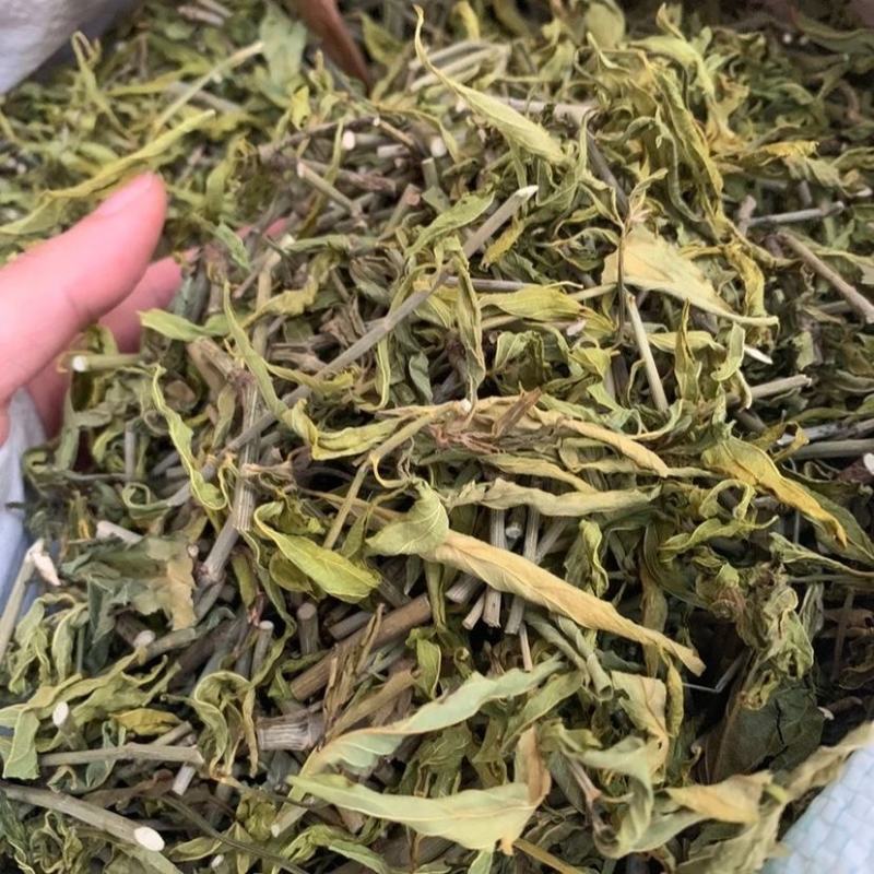 忧遁草中药材克优盾草黎王草鳄嘴花优顿草茶