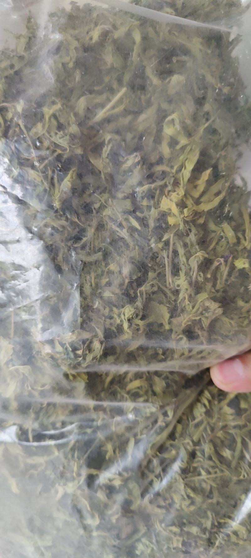 忧遁草中药材克优盾草黎王草鳄嘴花优顿草茶