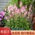 青葙子种子青葙野鸡冠花狗尾草鸡冠苋大尾鸡冠花牛尾花子药材